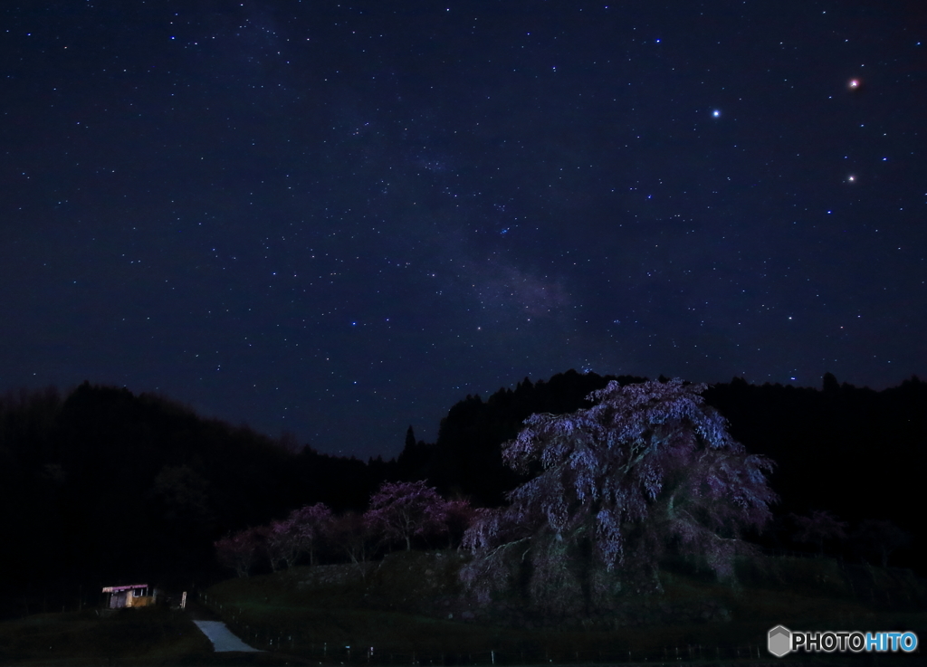 又兵衛桜の星空