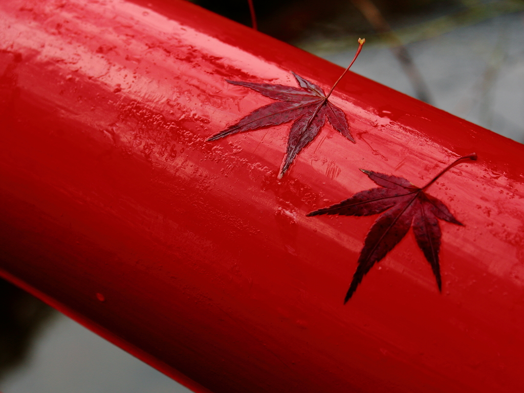 紅かるた