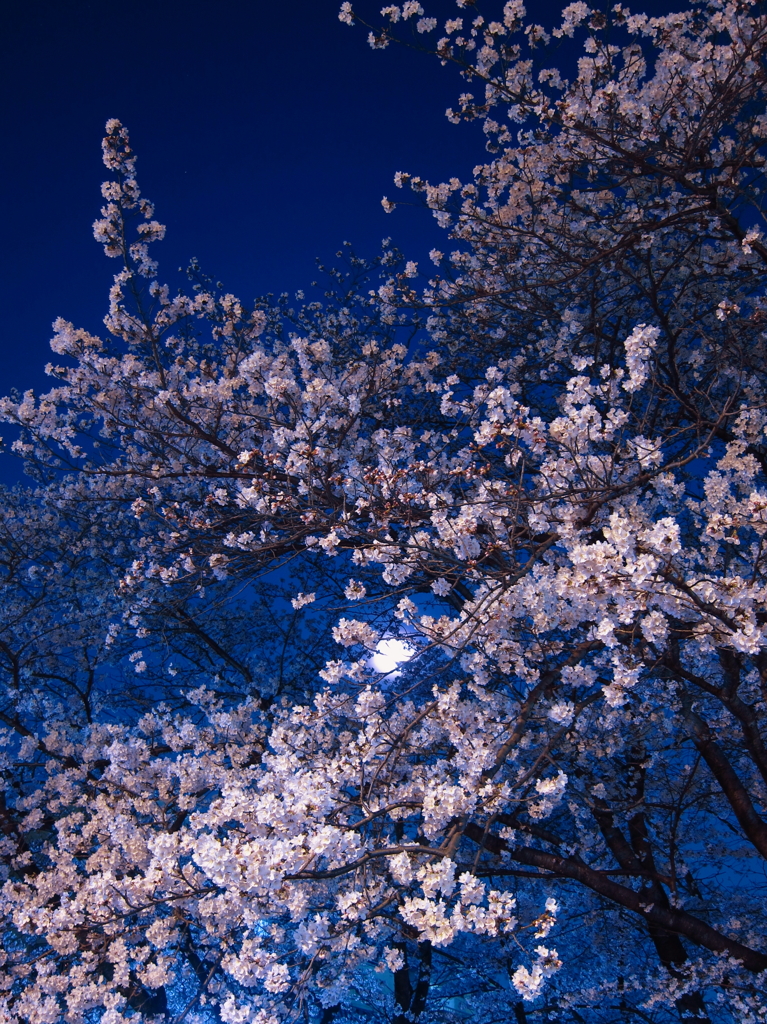 妖艶桜