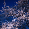 妖艶桜