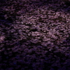 桜絨毯