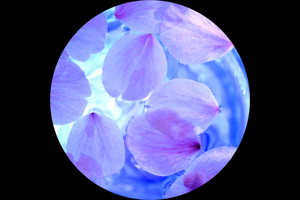 狙われた花弁