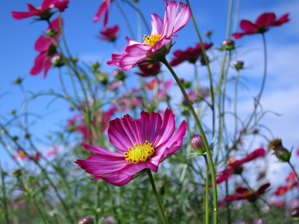 花