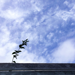 雨上がり、青