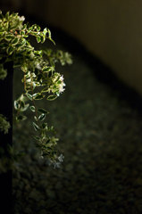 もう一つの記憶