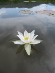 尾瀬ヶ原のヒツジグサ