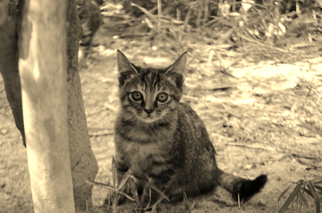こねこ