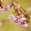 季節外れですが！河津桜とメジロ