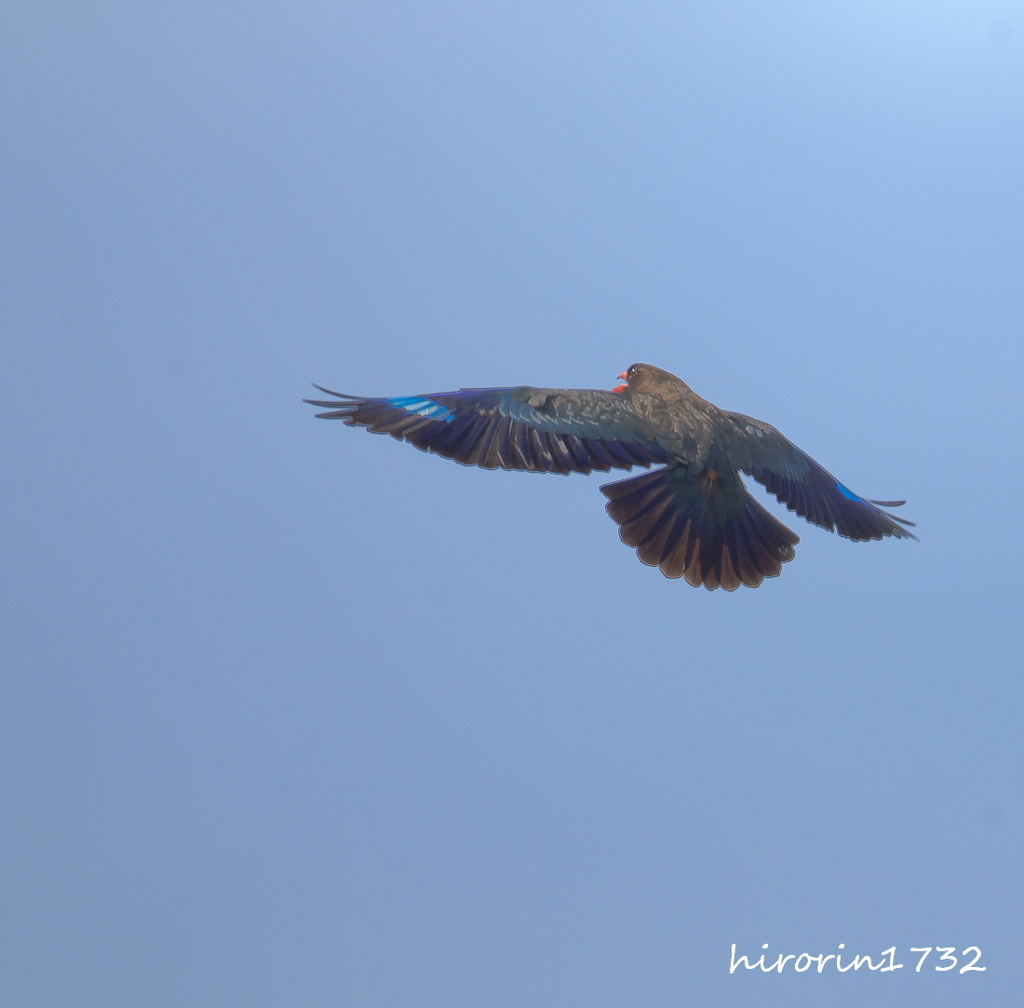 晴天の大空を舞う！