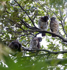 アオバズク雛祭り   勝手気ままにしていま～す！(^o^)