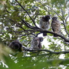 アオバズク雛祭り   勝手気ままにしていま～す！(^o^)