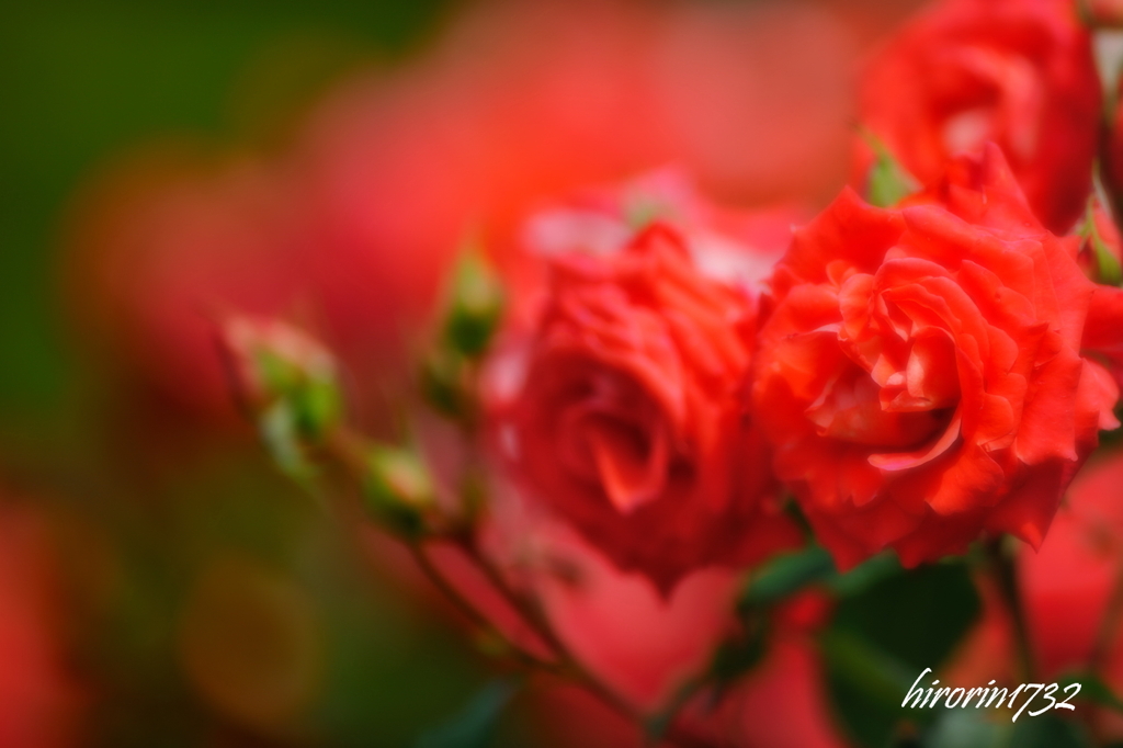 薔薇