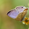 利根川の蝶