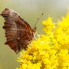 利根川の蝶２