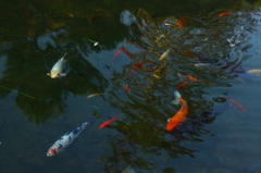 鯉