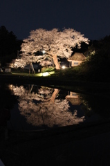 鏡桜