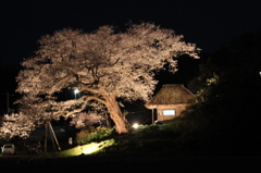 夜桜