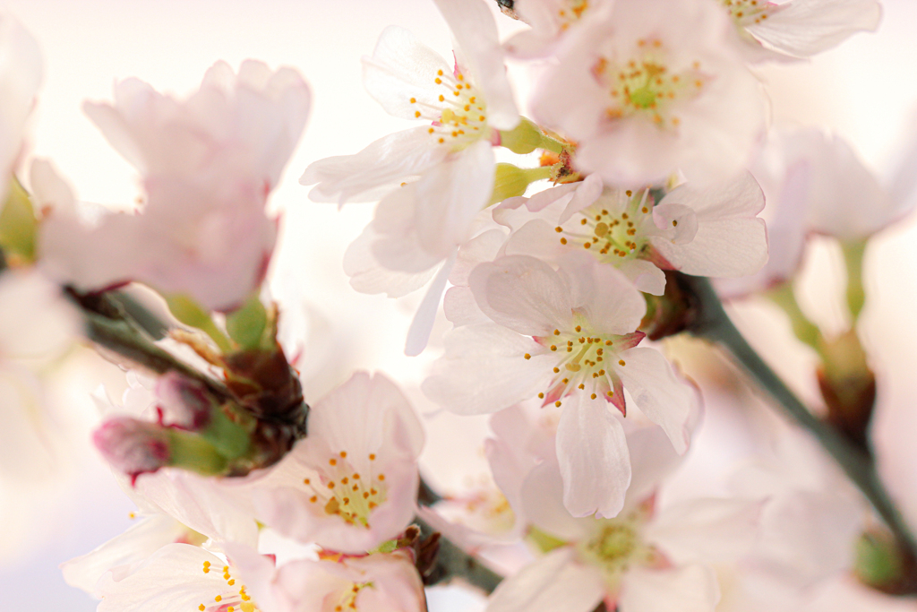 お花やさんの桜