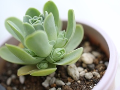 薔薇のような。。