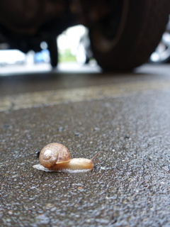 どちらへお出かけですか？