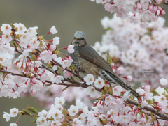 春の味