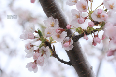 桜、風に吹かれる