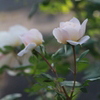 涼やかに。。
