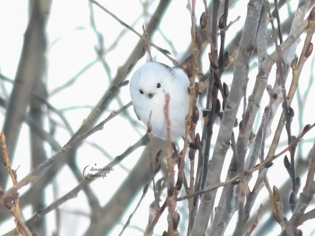 しまえながあ