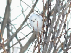 しまえながあ
