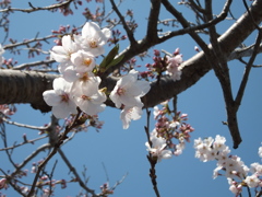 手のとどかない。。