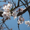 手のとどかない。。