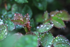 新葉にも雨