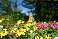 butterfly