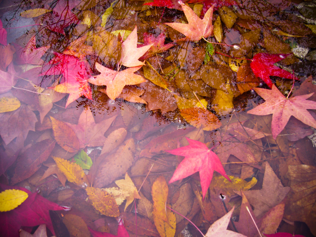 紅葉水