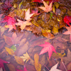 紅葉水