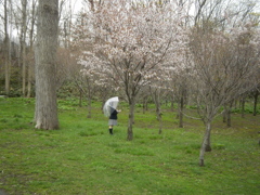 桜の雨