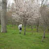 桜の雨