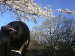 来年桜咲くのを夢見て