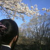 来年桜咲くのを夢見て