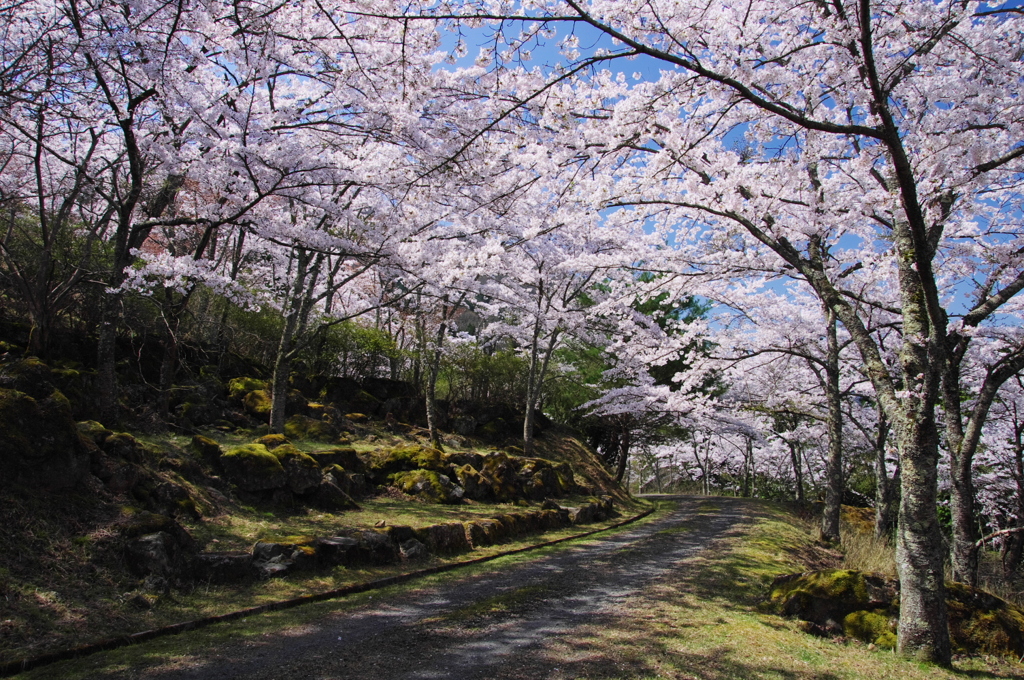 春の立雲峡