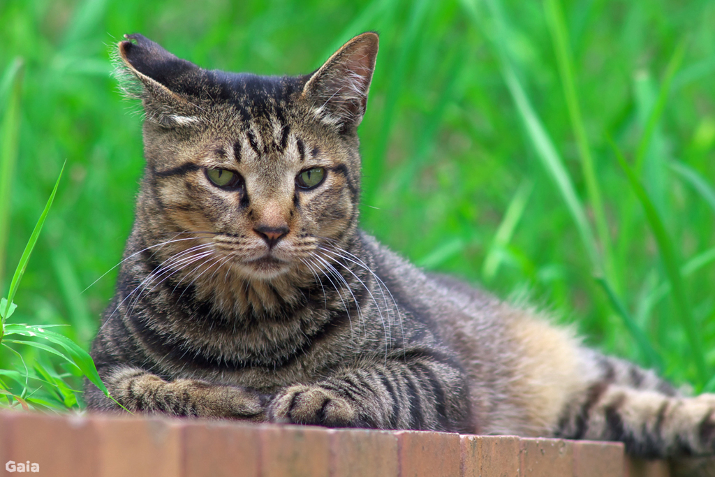 ねこポー