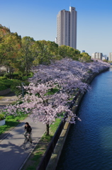 SAKURA Road 2015