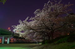 大川桜景 （七）