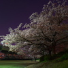 大川桜景 （七）