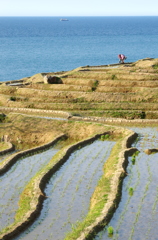 日本海と千枚田