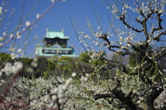 梅と大阪城 （白）