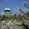 梅と大阪城 （白）