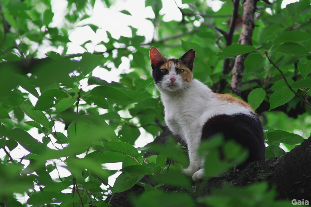 木登り猫 （二）