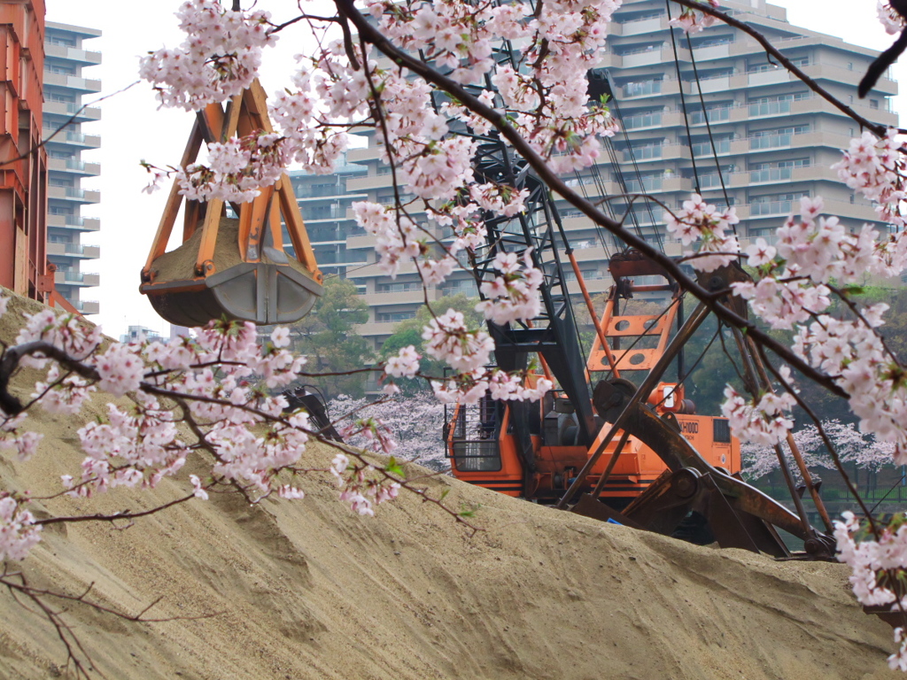 大川桜景 （四）