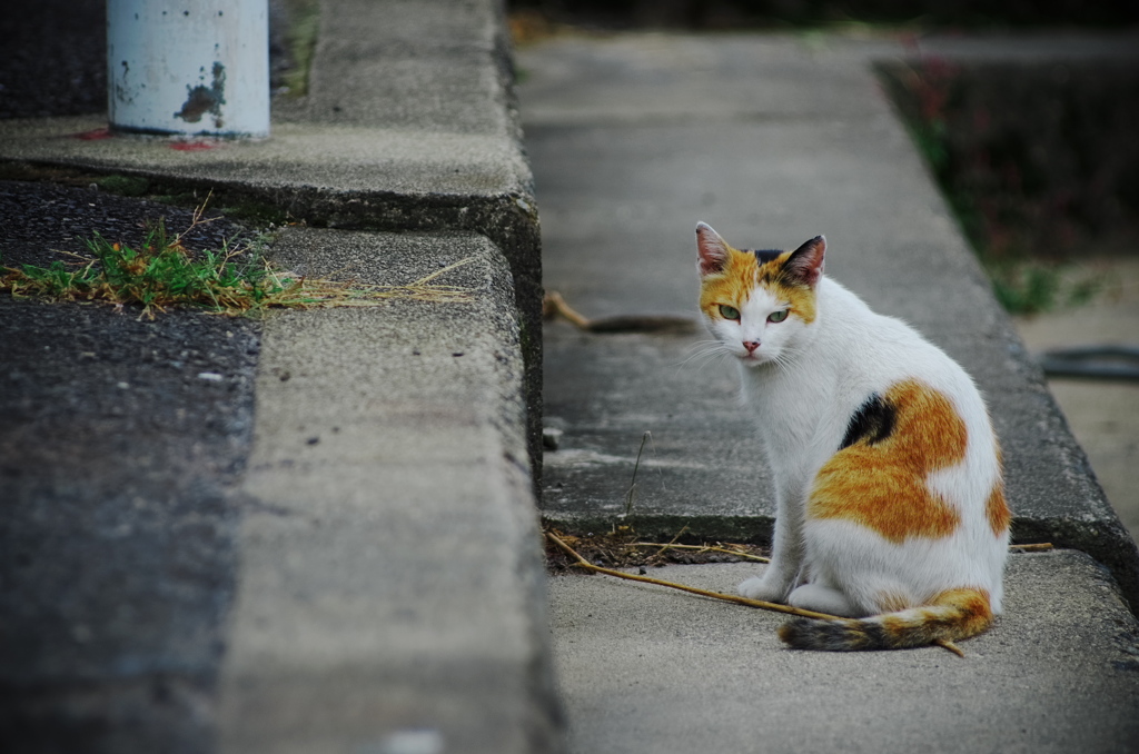 堀切港の猫